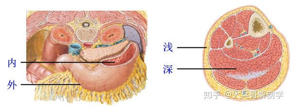 描述空腔器官内结构相互位置关系时,使用内外