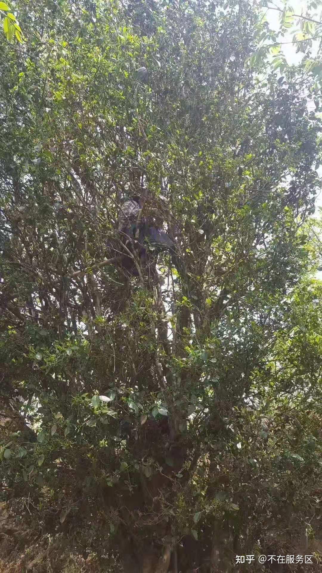 岩子头古树茶纯手工制作