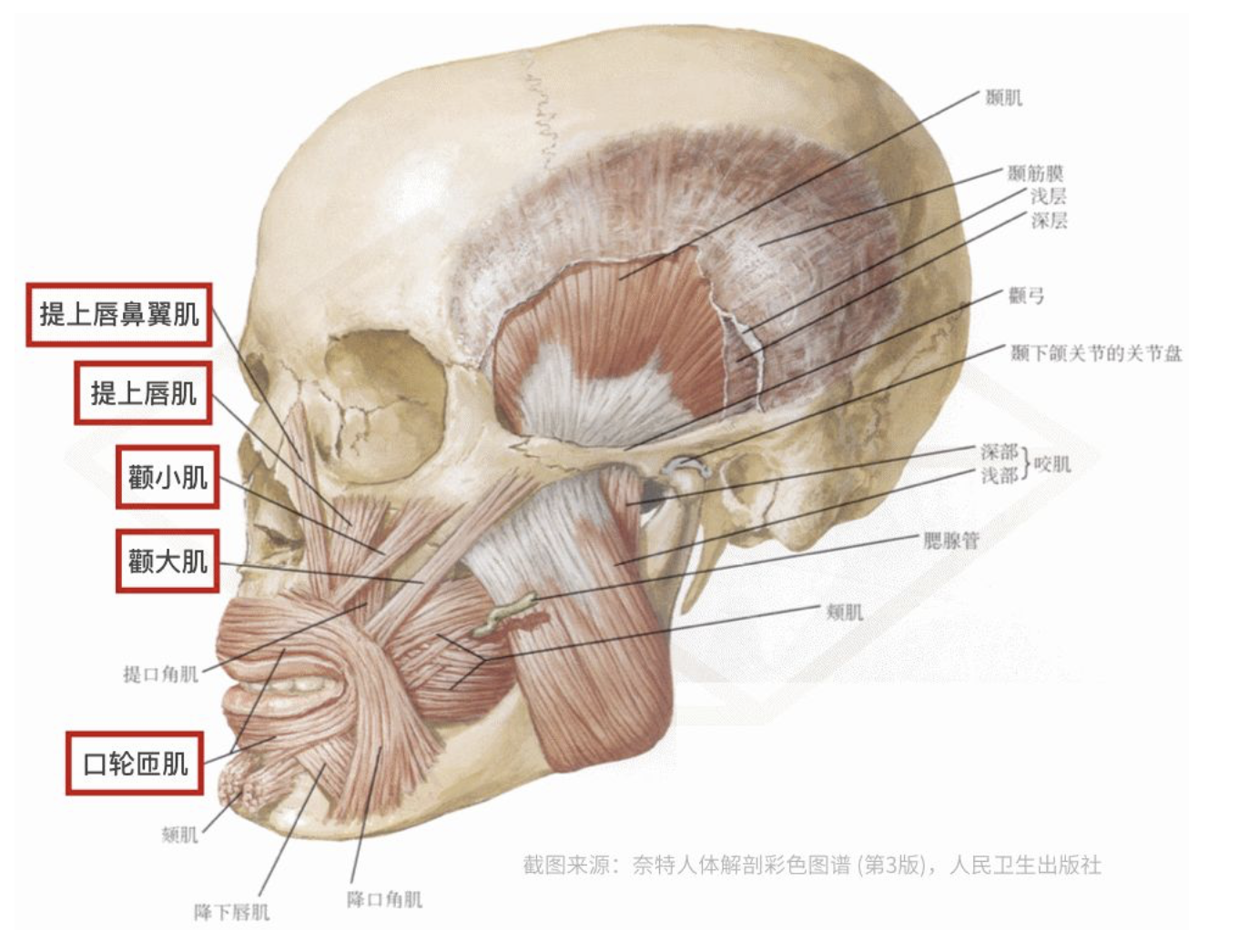 面部筋膜分布图图片