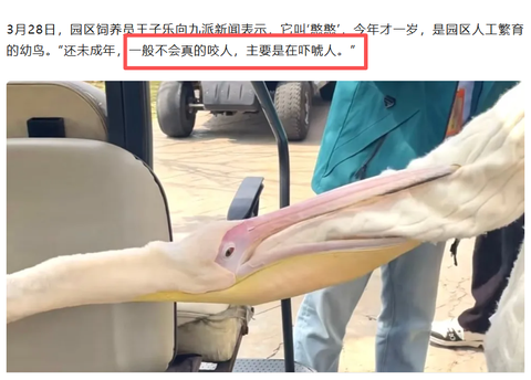 动物园回应幼年鹈鹕「吃同事、吃游客」，称只是吓唬人不会真咬，它为啥会这样做？鹈鹕真的没有攻击力吗？