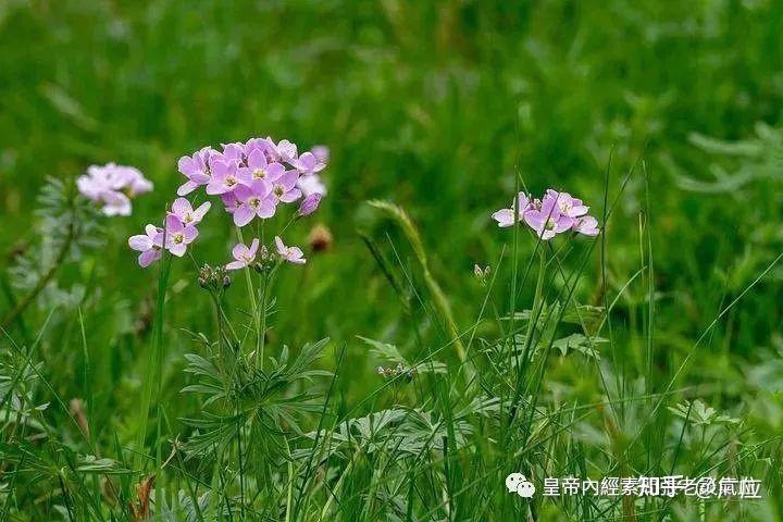 宋守尚书屯田郎孙兆重改误宋光禄卿直秘阁林亿等校正唐太仆令启玄子王