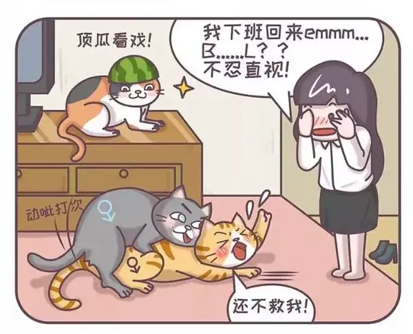 主子可直可弯 公母不忌 揭秘猫咪的同性性行为 知乎