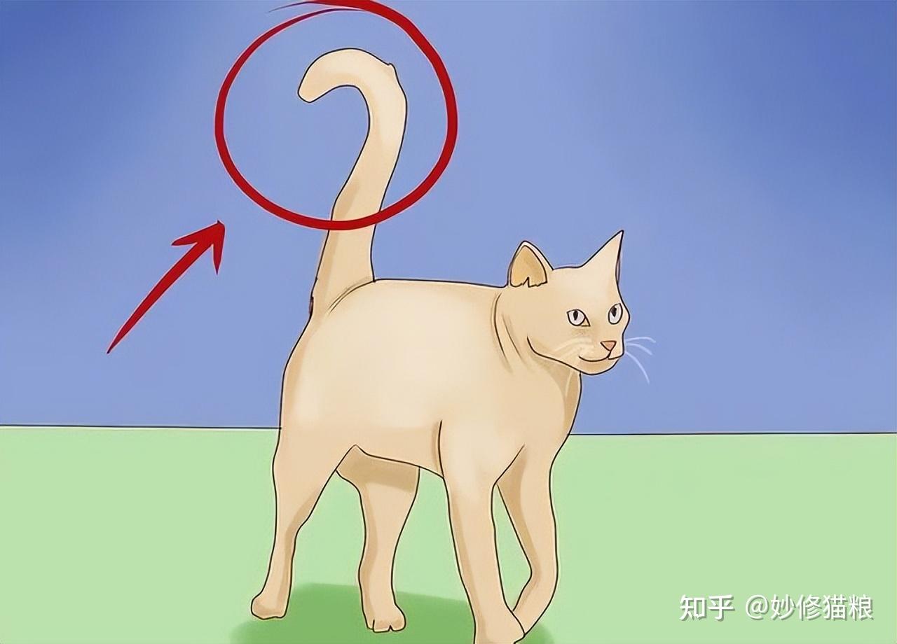 猫咪的尾巴会说话,这些尾巴语言,你读懂了吗? - 知乎