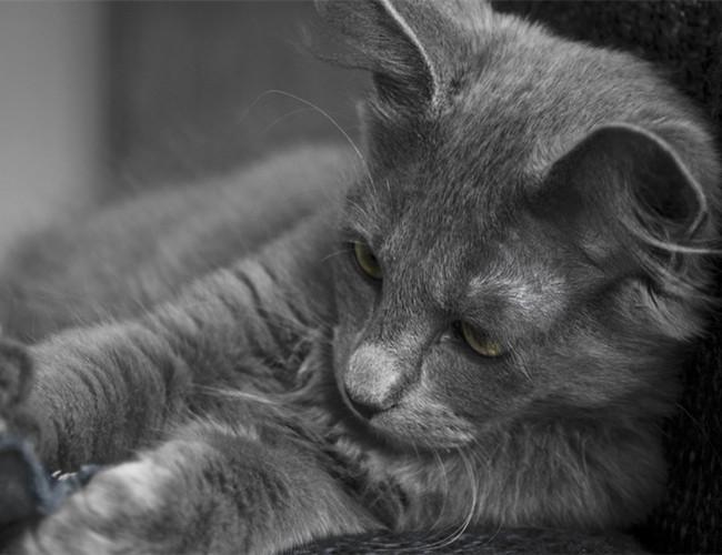 倩)记得备注知乎 19 人 赞同了该文章 尼比龙猫(英文名:nebelung)别名