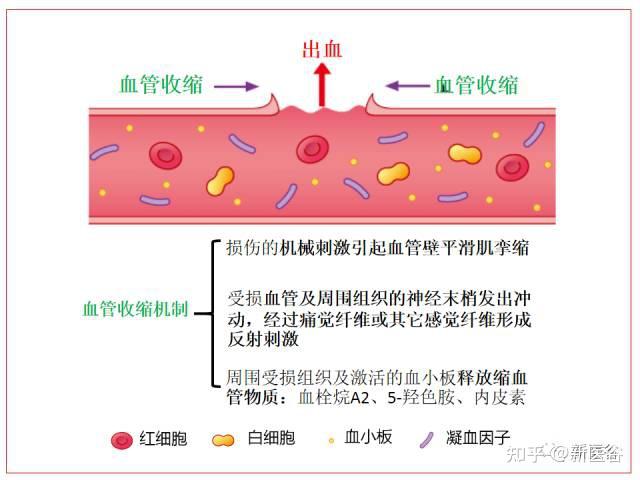 出血如何止?解析止血那些事 生理止血 - 知乎
