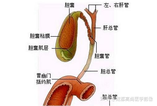 高尚病例胆囊癌致高位胆道梗阻1例