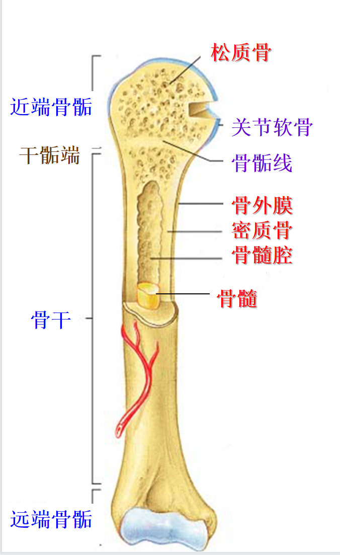 人体最长的骨图片