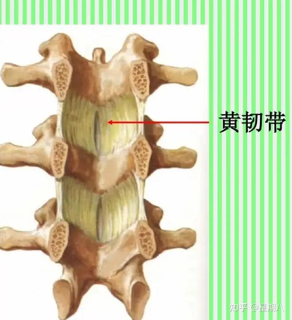 颈椎与颈椎病(上篇-颈椎的骨性解剖) - 知乎