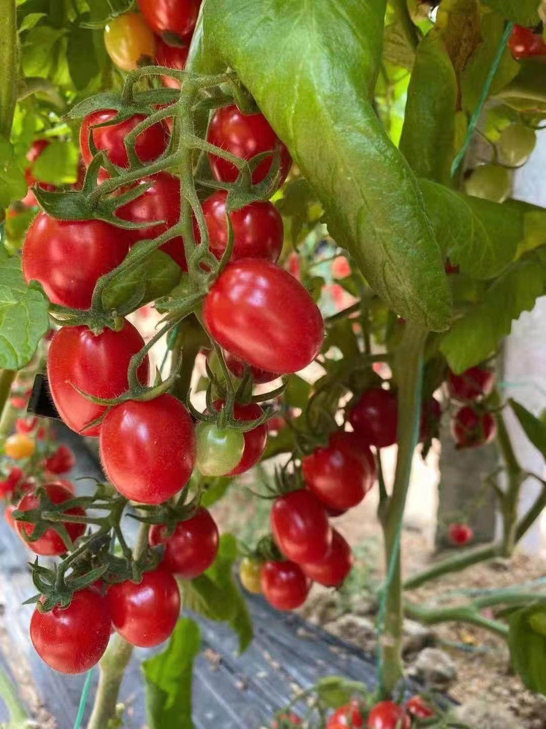 会"爆汁"的釜山88玲珑小番茄你吃过吗?