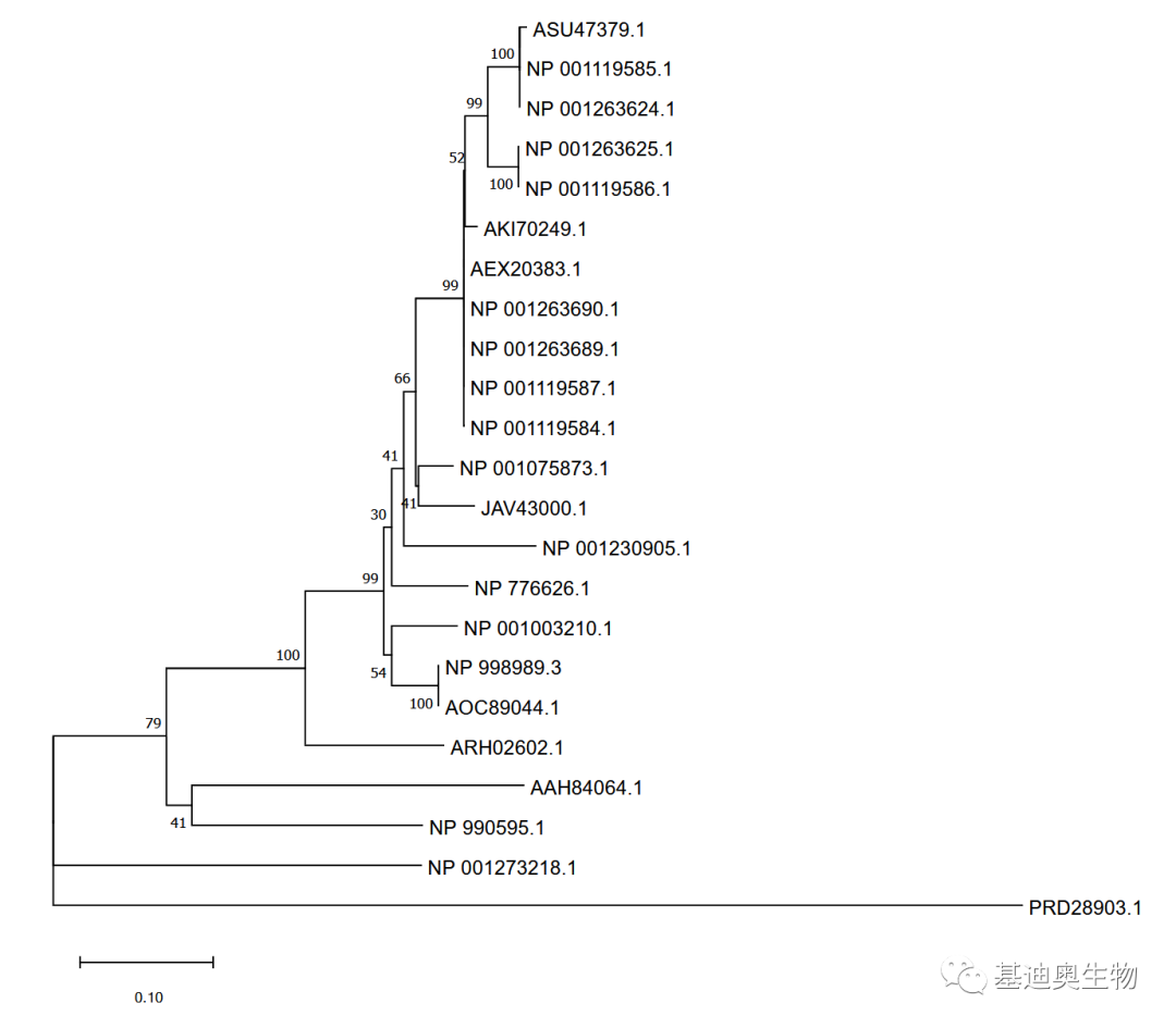 生信工具教程|如何绘制漂亮的进化树？ - 知乎