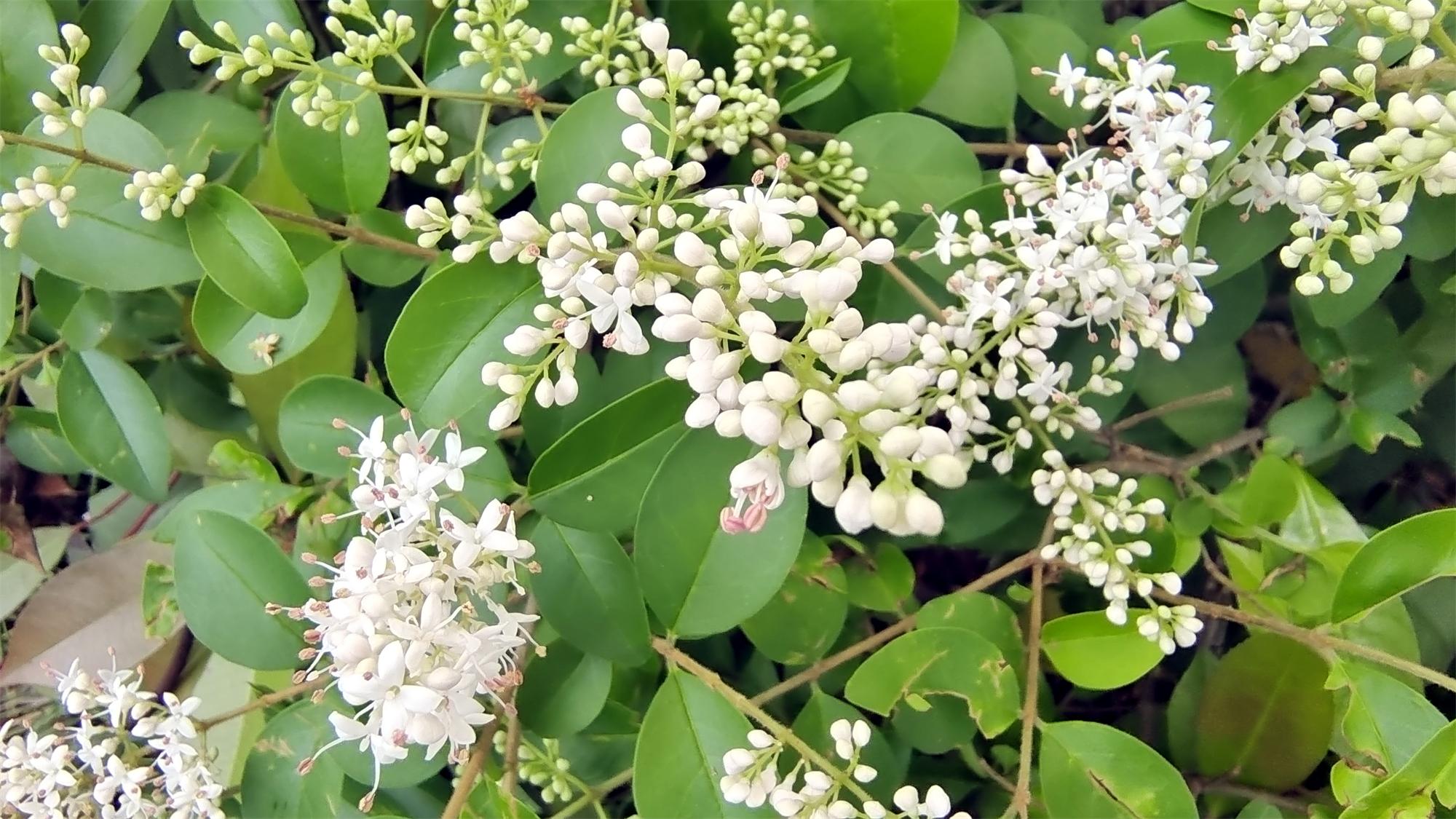 美丽吉安之赏花系列小蜡花开白如玉