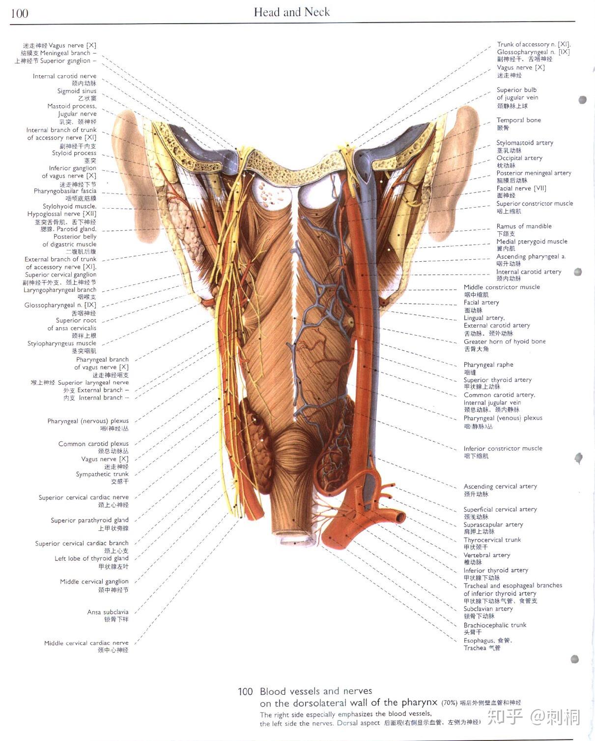 5,thieme出版社另有:人体解剖学彩色图谱