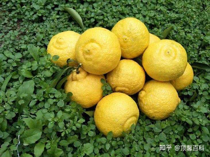 柚子精油_别具风情的日本柚子精油 - 知乎