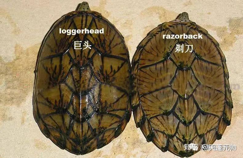 巨头麝香龟|小型深水蛋龟品种