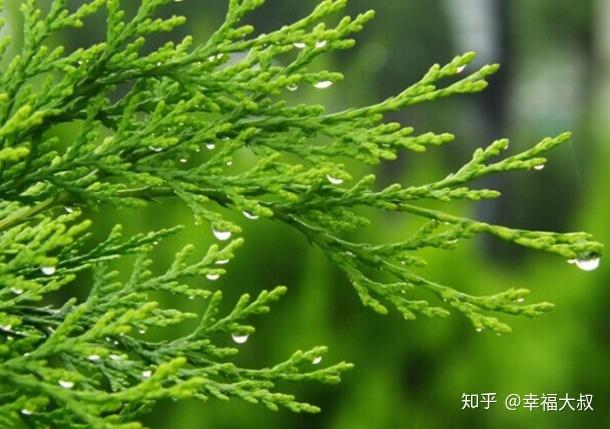 很多人用错方法,侧伯叶用于脂溢性脱发有奇效 - 知乎