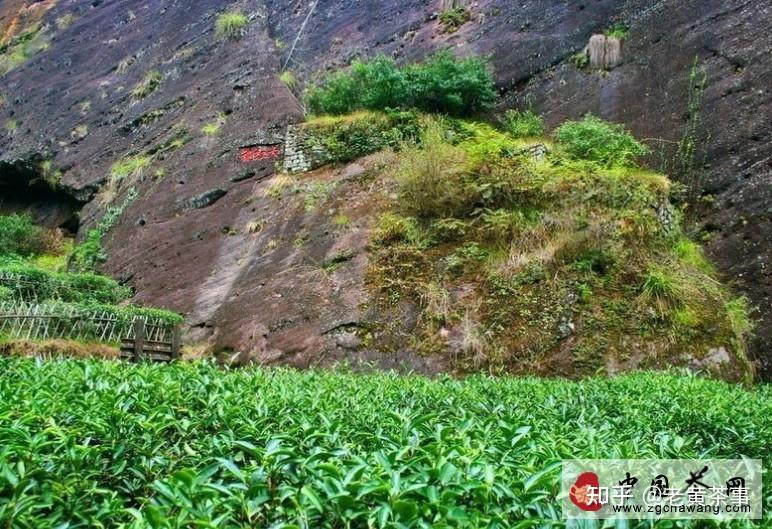 福建武夷山大红袍母树图片