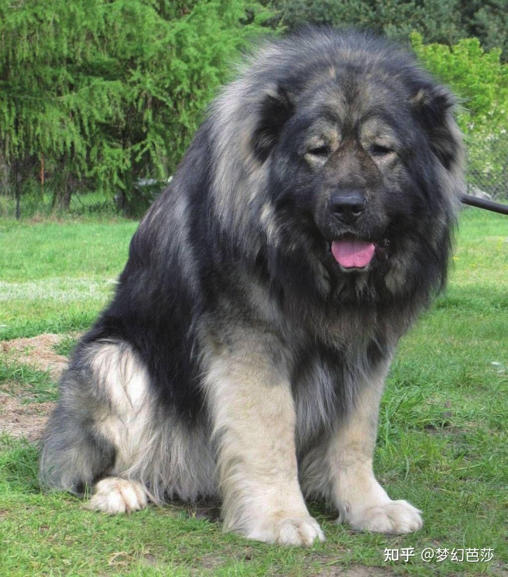 俄罗斯最大的狗图片