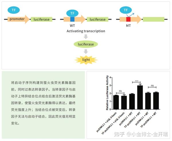 知无不“研” 全程直播，手把手教你做好双荧光素酶实验 知乎 