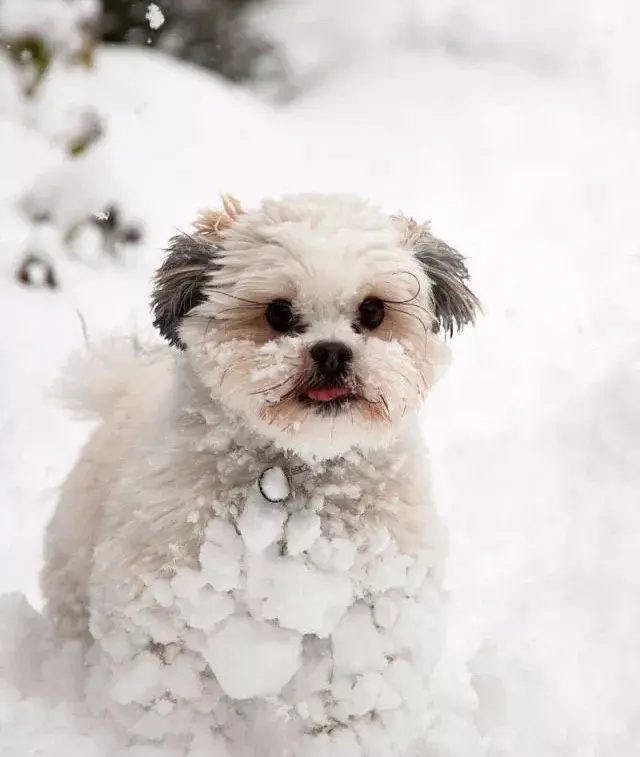 每日一宠拉萨犬
