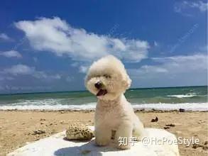 狗狗的生命为什么这么短暂呢 知乎