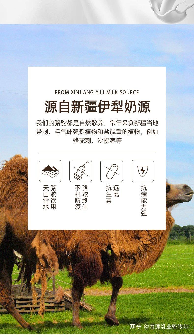 骆驼奶大受消费者欢迎,老年人怎么喝驼奶粉才正确! - 知乎
