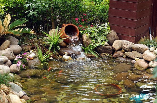 能装水就能养鱼带你盘点几大养鱼容器看看哪个最适合你