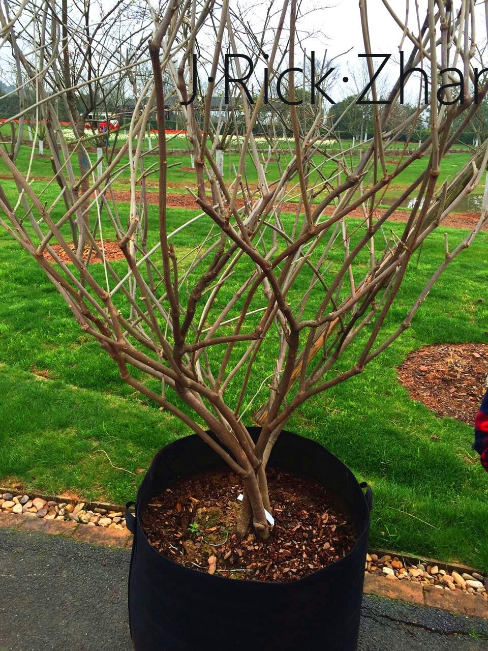 丰花紫藤该如何种植修剪打理