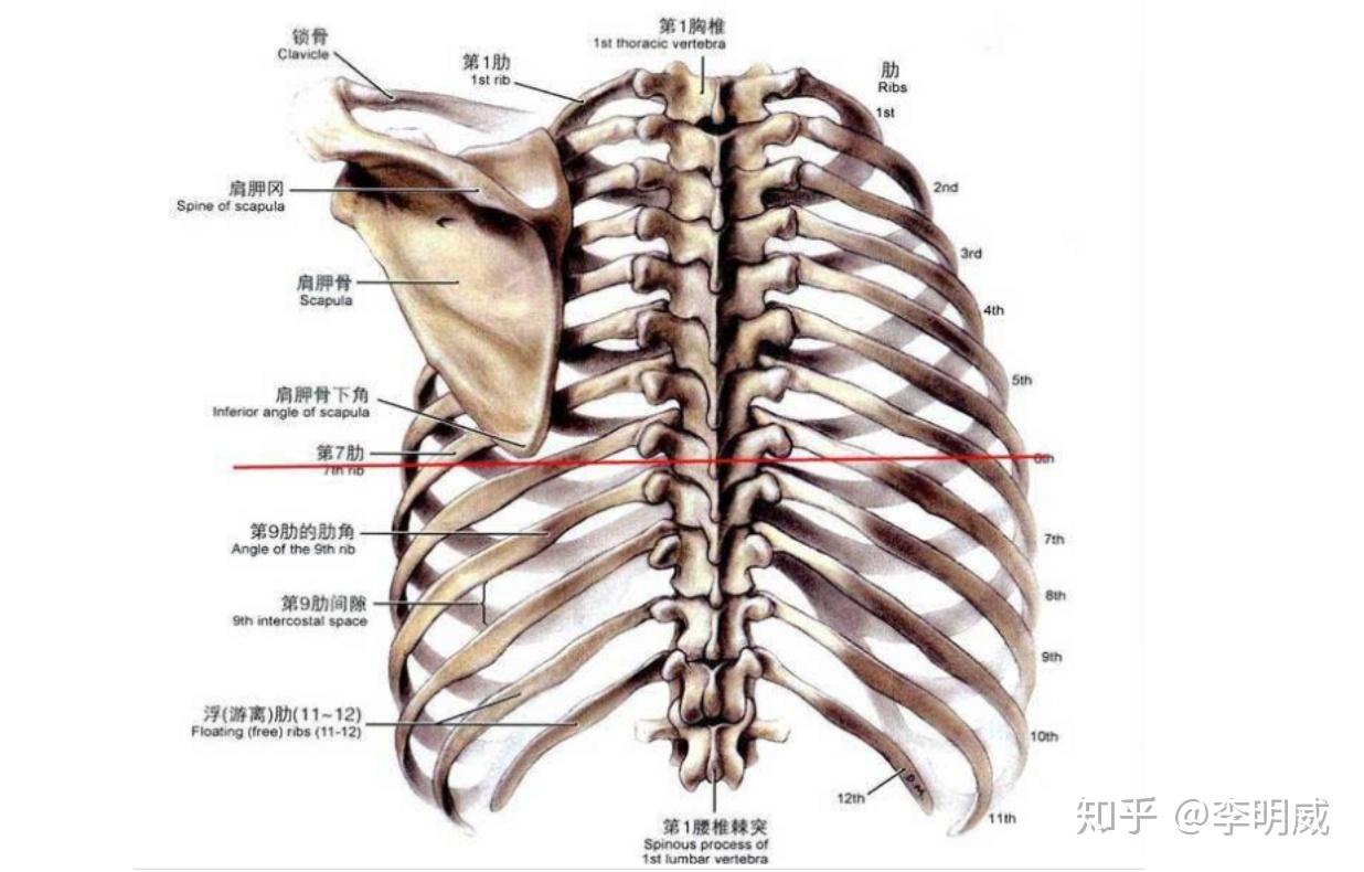 图3-18 肩胛骨(后面观)-骨科临床解剖学-医学