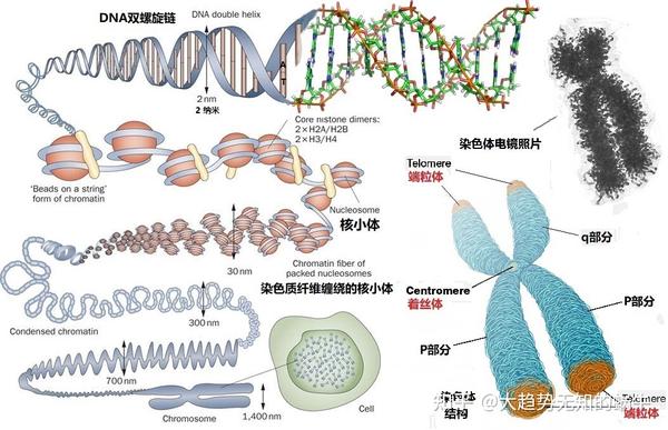 我们不知道答案的125个科学问题(65)端粒和着丝粒 - 知乎