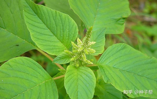 一畝籽粒莧能養幾頭豬種植籽粒莧的經濟效益如何