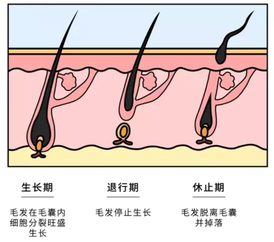 毛囊再生種植挽救一絲不掛