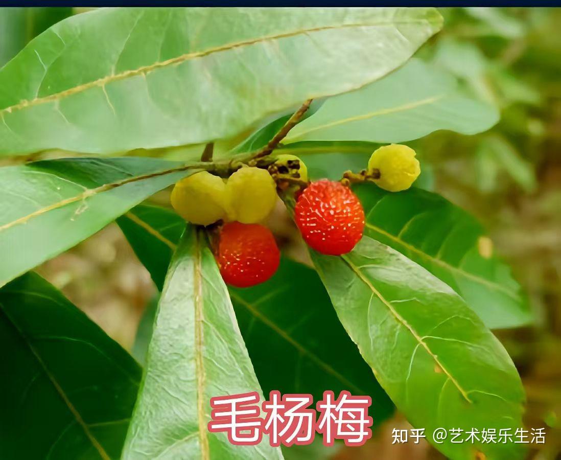 杨梅科植物有哪些 - 知乎