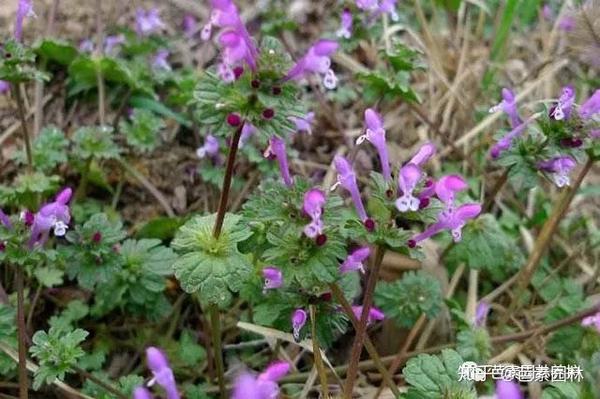 杂草篇 阔叶类杂草的快速识别与防治 知乎