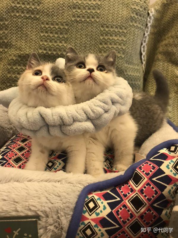 猫咪怎么样才会长跳蚤 v2-d16b8c0d876db34e53767f6a28814f13_r.jpg