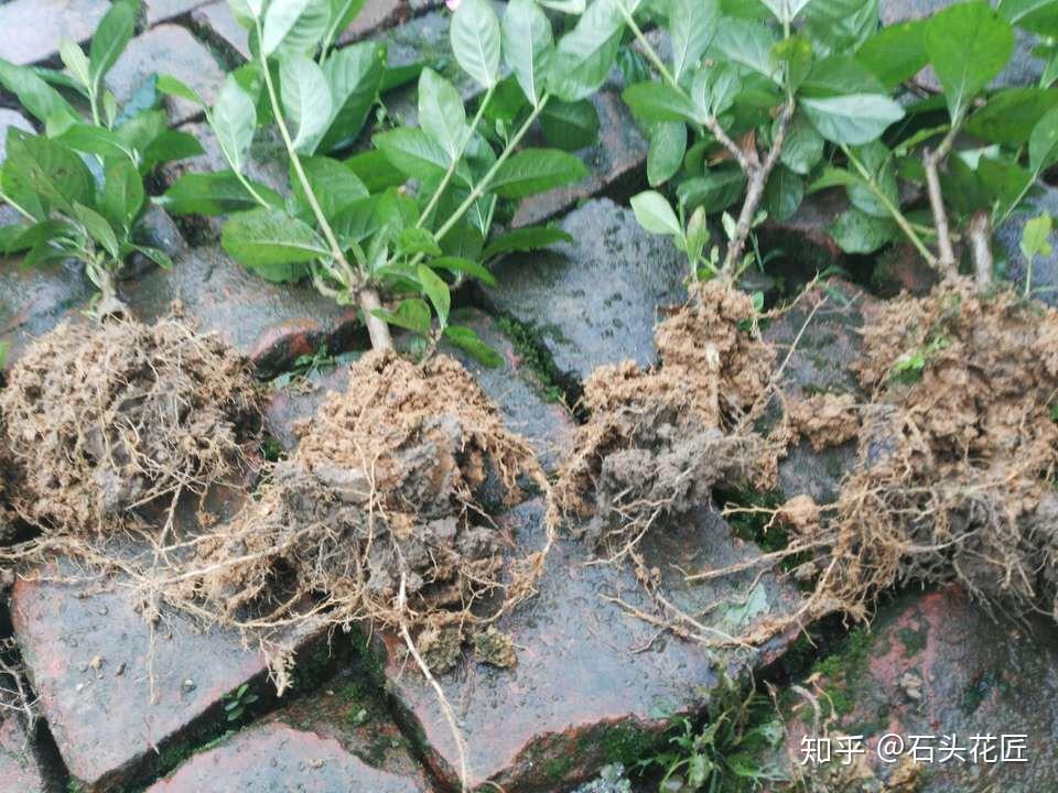 养栀子花碰到6个天敌尽早处理才有救否则黄叶一大片