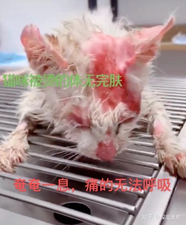 山西太原男子开水烫猫处理结果来了单位开除警方批评警告