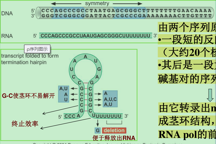 遗传信息的转录与mRNA - 知乎