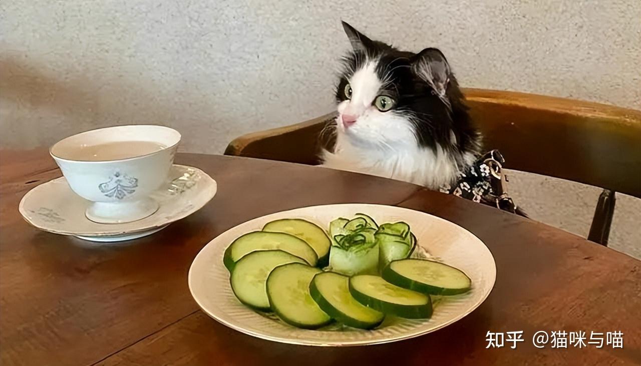 这只猫咪的饮食也太健康了，不爱罐头却喜欢黄瓜，啃起来津津有味- 知乎