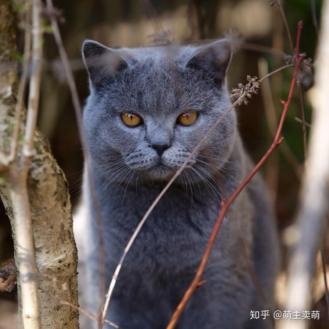 威武雄壮的英短蓝猫自带猛虎下山的杀气