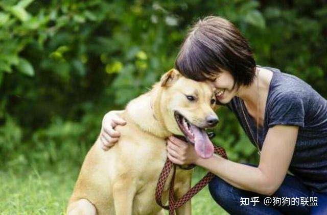 撸狗”小诀窍:这5个部位,建议多摸!狗子会更喜欢你! - 知乎