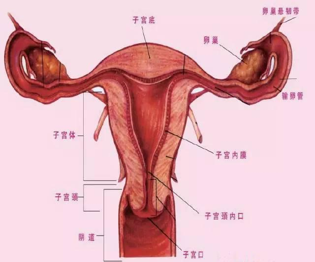 妇科结构 下面图片