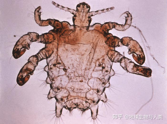 【动物界全系列】新翅下纲—虱毛目 - 知乎