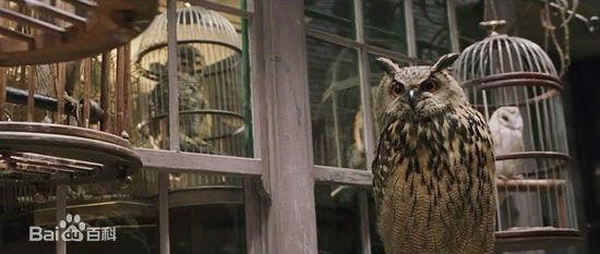 eeylops owl emporium是一家位于伦敦对角巷北侧的商店,出售猫头鹰