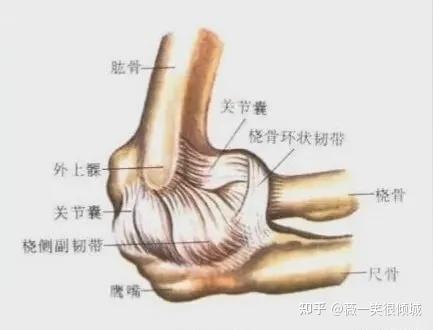 局部解剖主要表现:患者常在拿取重物,接洗衣物扭绞手中时或提茶壶倒水