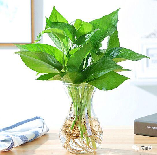干货 在家就可以diy的水培盆栽 明亮动人好养护 知乎