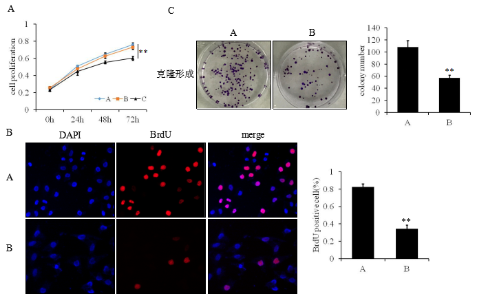图 细胞增殖能力实验检测a mtt和cck8检测图; b brdu染色检测图及统计
