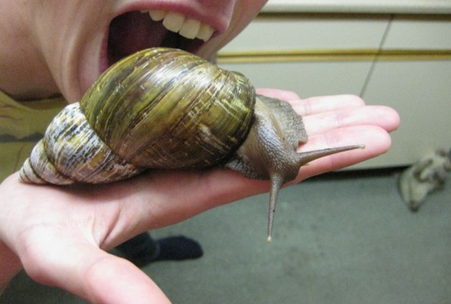 雨后出现的大蜗牛国内不让碰为何美国当军粮天使还是魔鬼