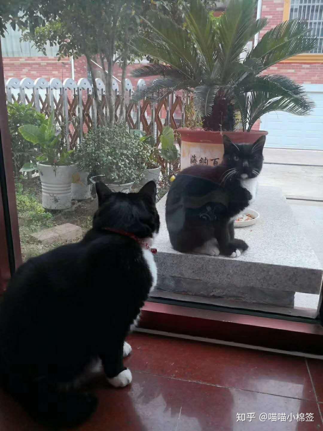 你路过的那些猫之夜礼服假面 - 知乎