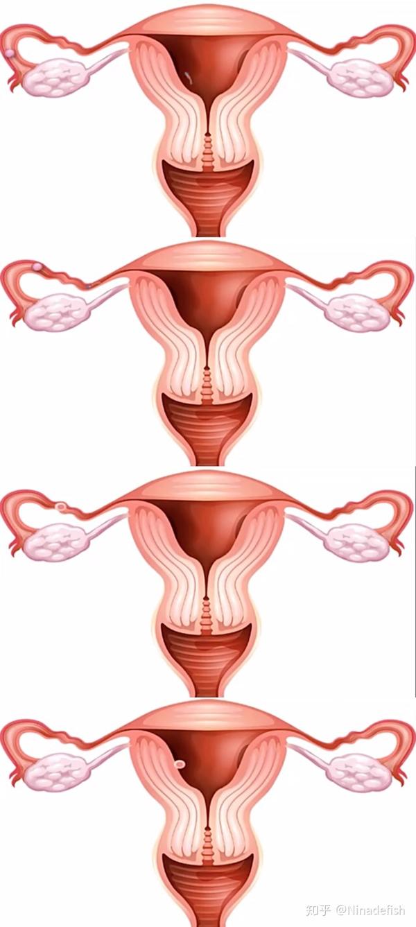 整理 女性生殖系统结构功能与健康 知乎