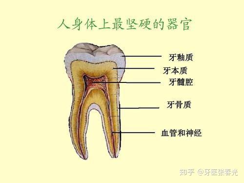 牙周膜内环境的稳定性